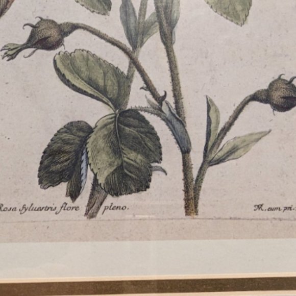 6"x9" Original Nicolas Robert Print French Artist 1600s Antique Fine Art - Picture 4 of 5